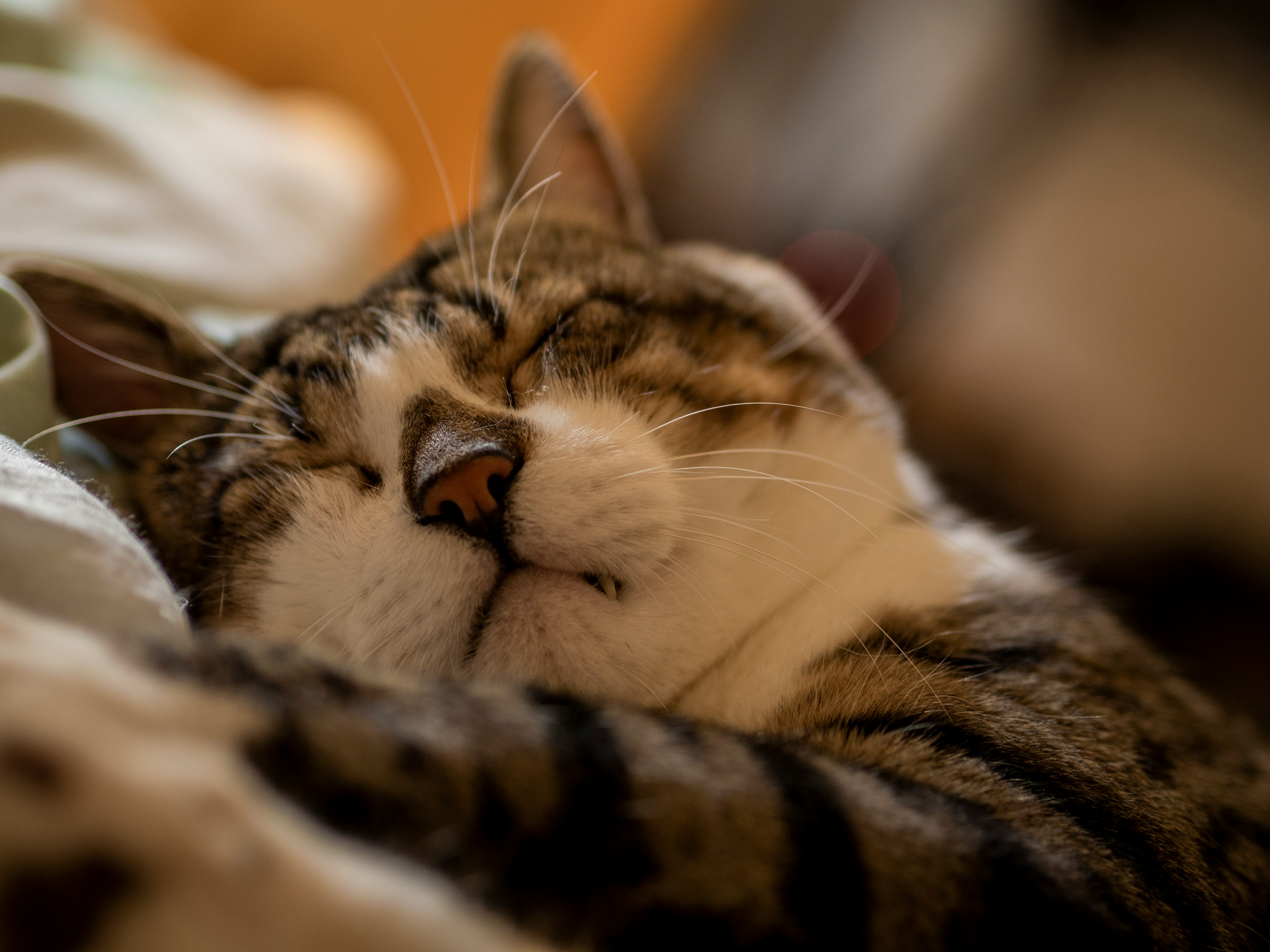 shallow focus photo of gray and white cat